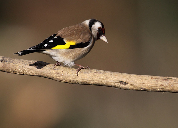 Goldfinch