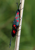 Five Spotted Burnet Moths paired