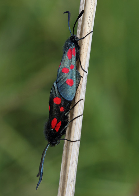 Five Spotted Burnet Moths paired