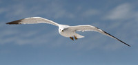 Ring Billed Gull