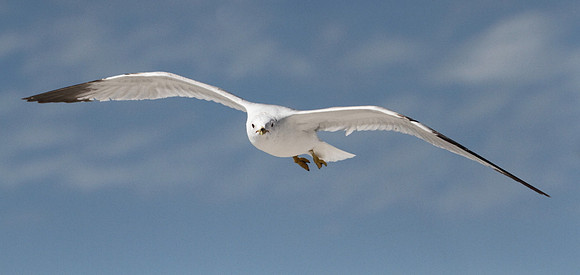 Ring Billed Gull