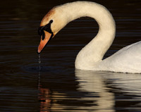 Mute Swan