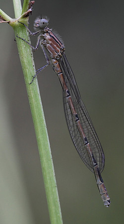 Azure Damselfly (female)