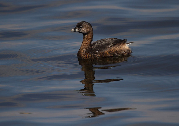 Pied Billed Grebe