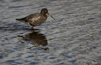 Spotted Redshank