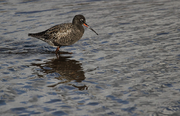 Spotted Redshank