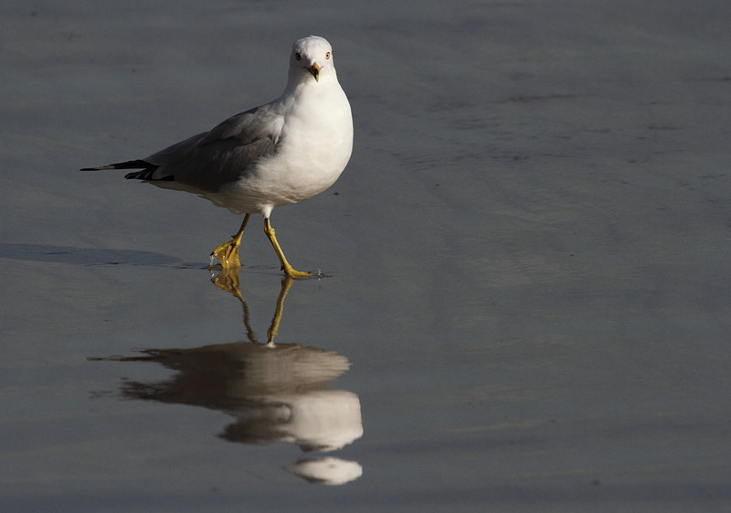Ring Billed Gull
