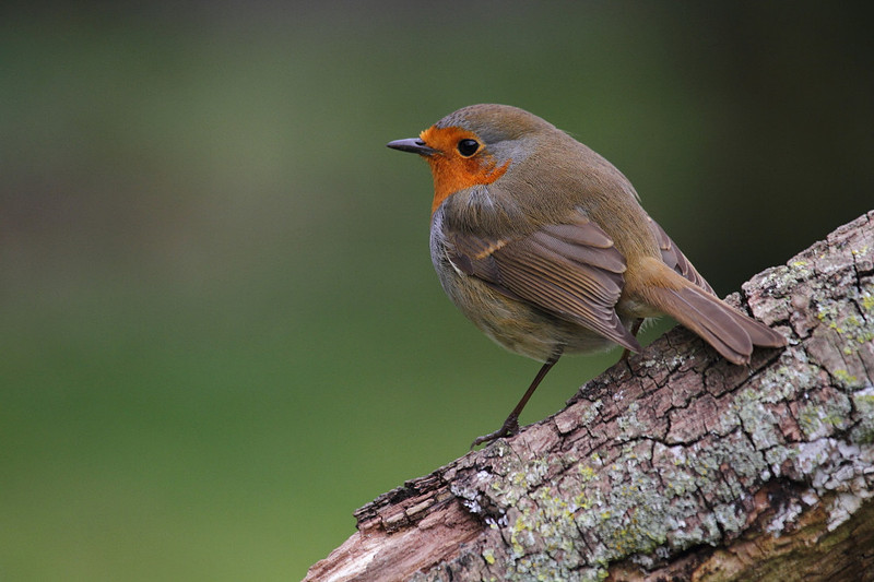 Robin