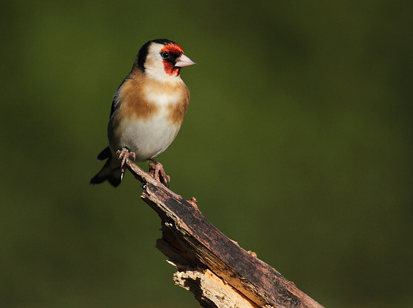 Goldfinch