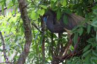Tri-Colored Heron