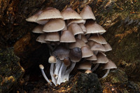 Mycena Inclinata