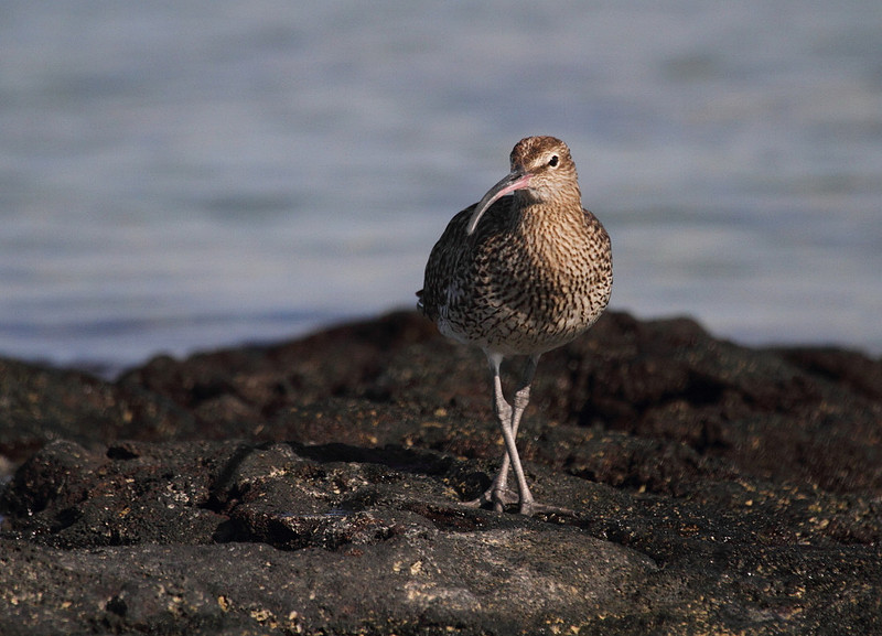 Whimbrel