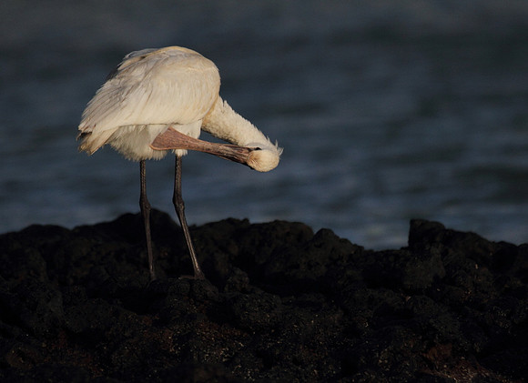 Spoonbill preening