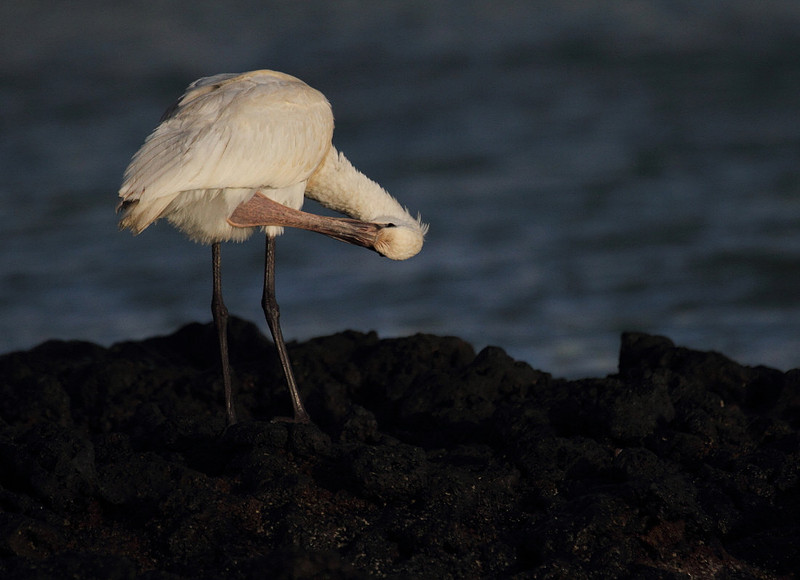 Spoonbill preening