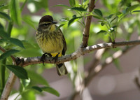 Palm Warbler