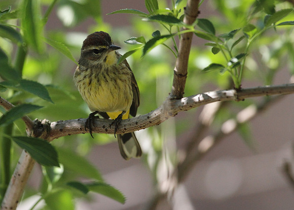 Palm Warbler