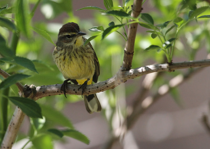 Palm Warbler