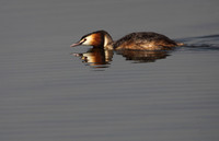 Great Crested Grebe