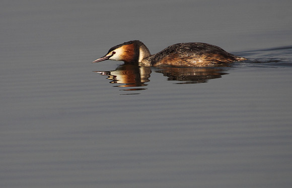 Great Crested Grebe