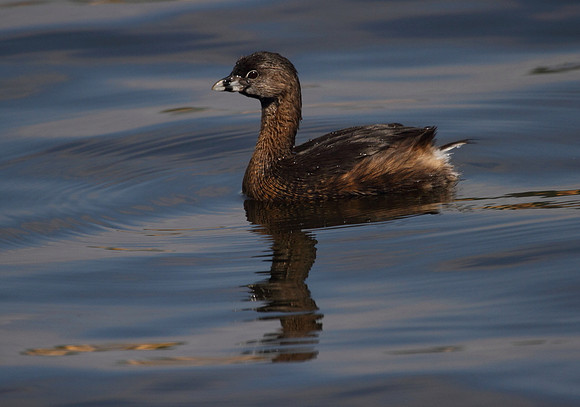 Pied Billed Grebe