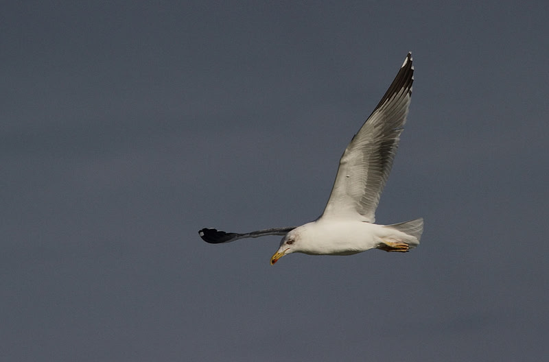 Yellow Legged Gull