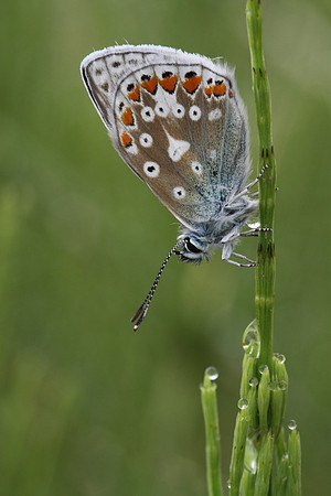 Common Blue Butterfly (male)