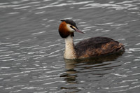 Great Crested Grebe