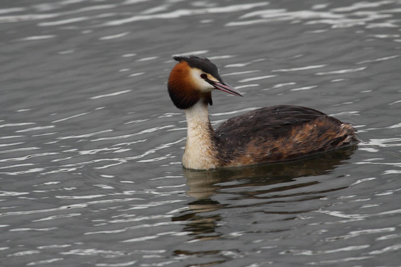 Great Crested Grebe