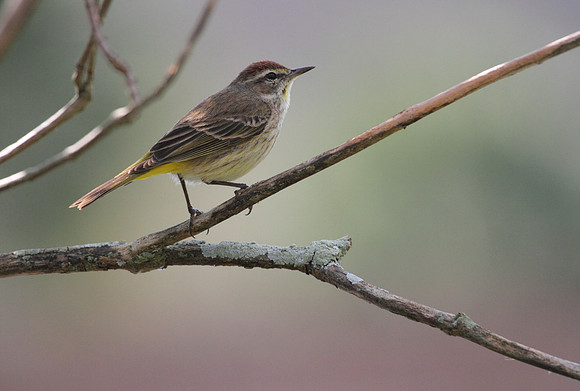 Palm Warbler