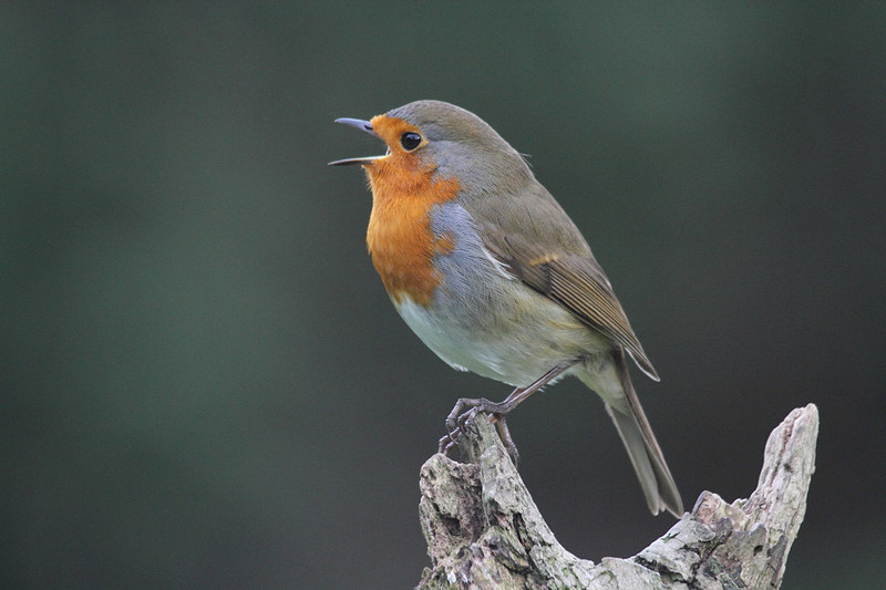 Robin