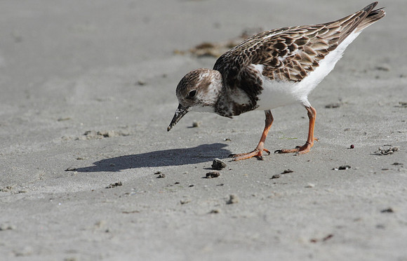 Ruddy Turnstone