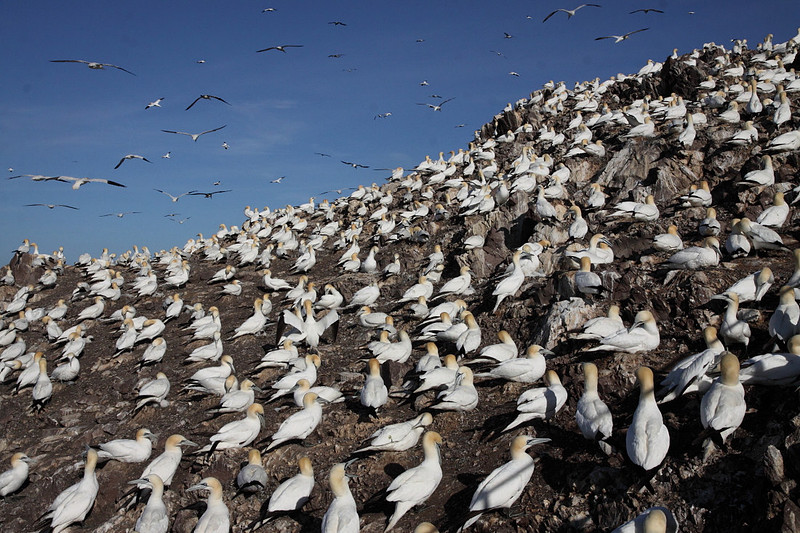Gannet colony