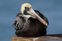 Brown Pelican