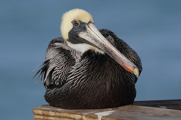 Brown Pelican
