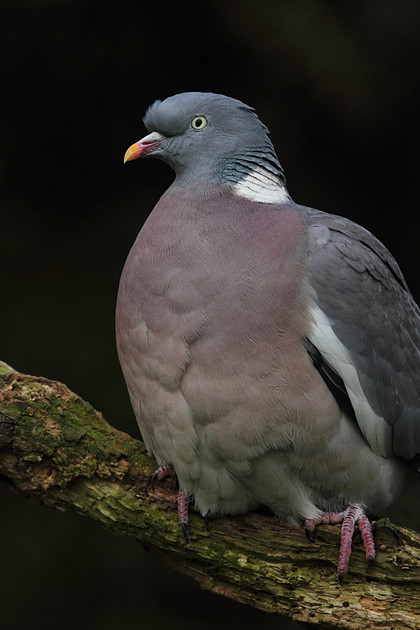 Woodpigeon