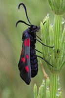 Five Spotted Burnet Moth