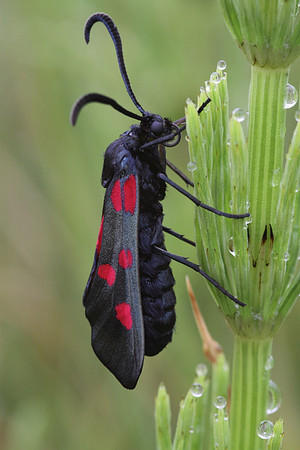 Five Spotted Burnet Moth