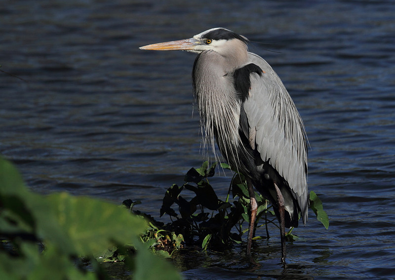 Great Blue Heron