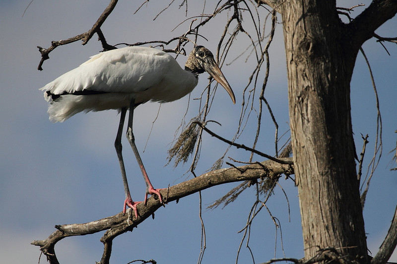 Wood Stork