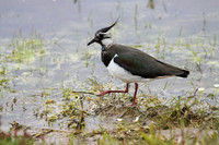 Lapwing