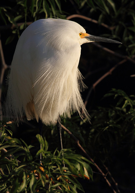 Snowy Egret