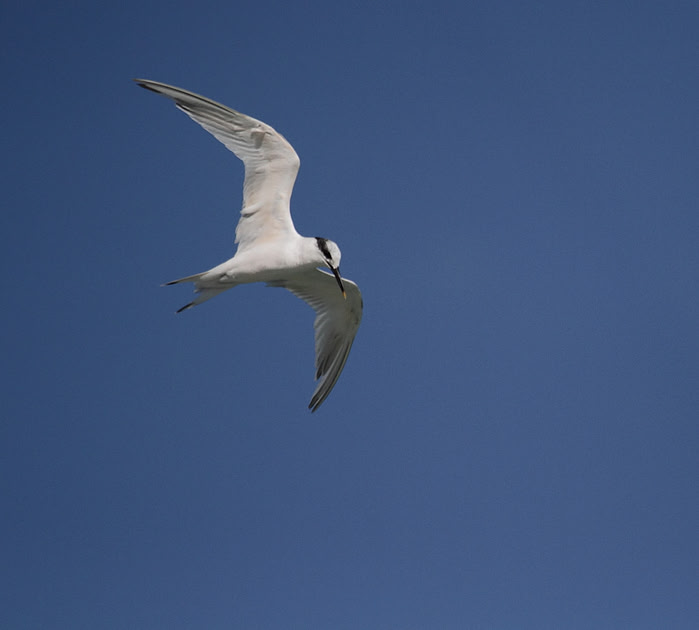 Sandwich Tern