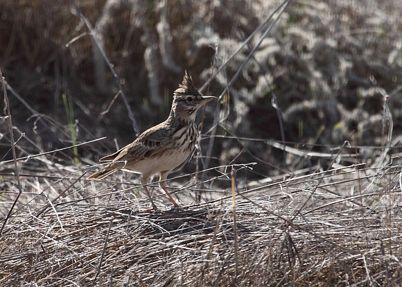Crested Lark