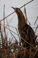 Bittern