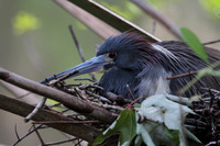 Tri-Colored Heron on nest