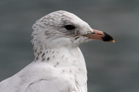 Ring Billed Gull