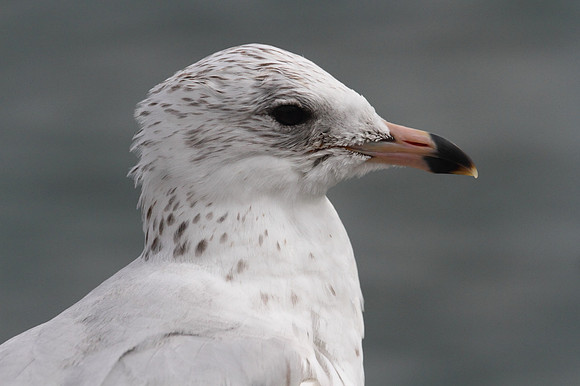 Ring Billed Gull