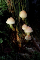 Sulphur Tufts