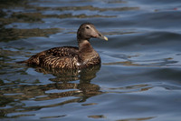 Female Eider