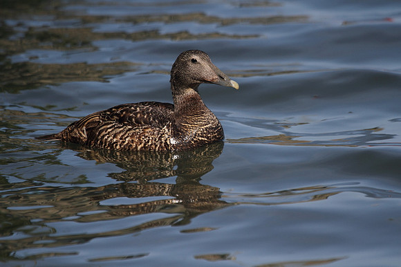 Female Eider